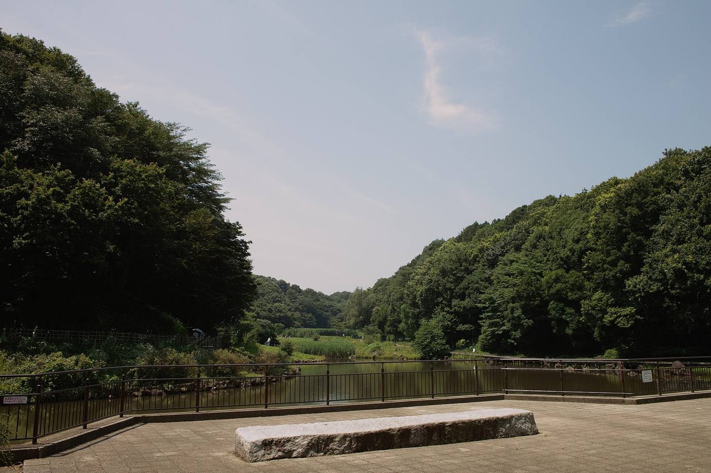 緑に囲まれた公園の池