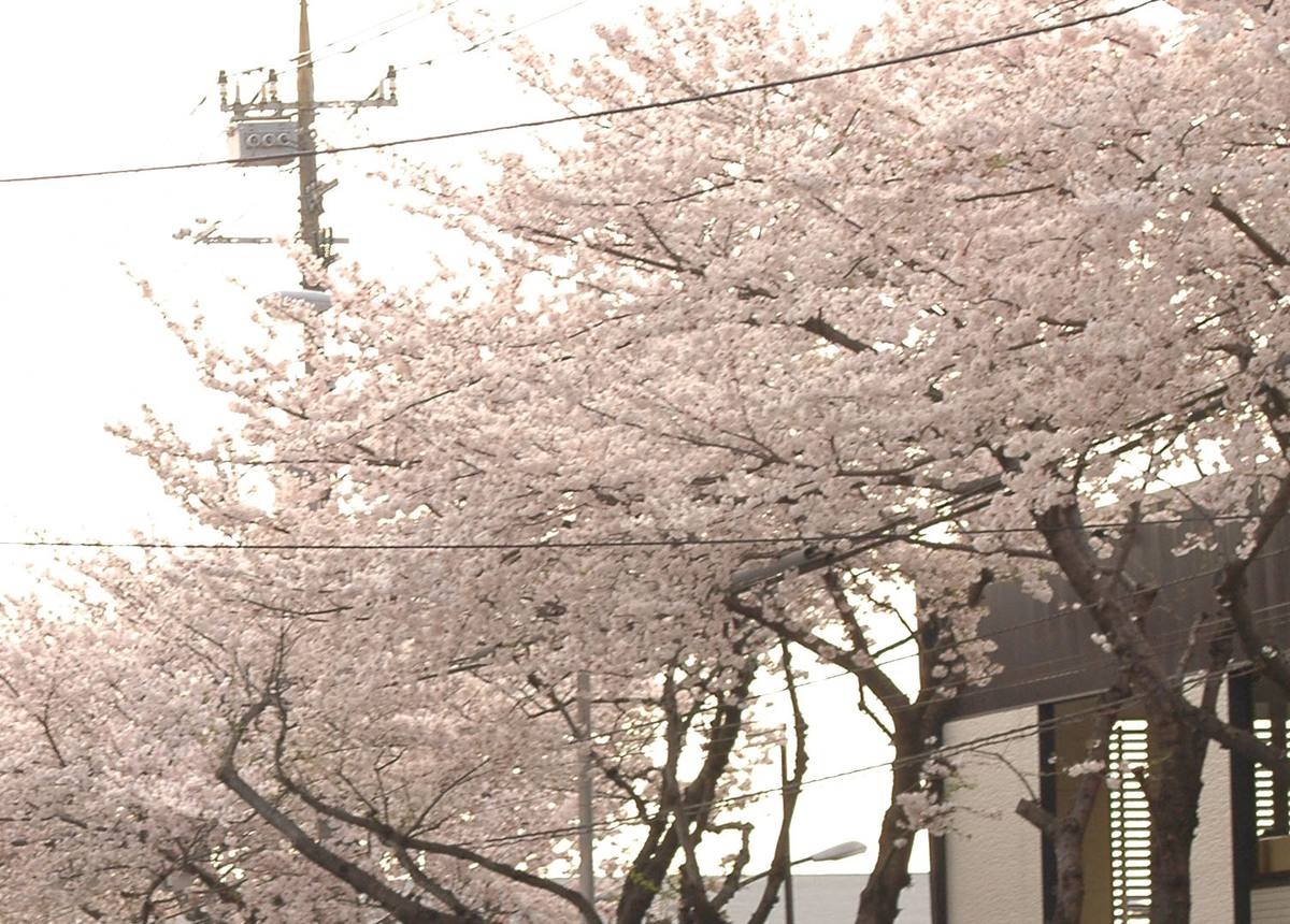 十日市場駅の近くの桜並木と路線バスの屋根